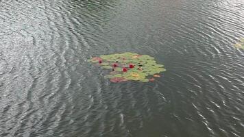 Water lilies with red flowers float on a pond in windy weather video