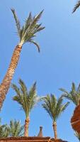 Bottom view of plane flying against blue sky and palm trees video