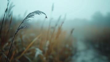 Dew Dropped Grass Blade in Misty Field A Serene Nature Scene photo