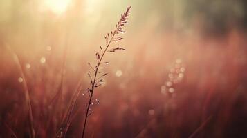 Reddish Plant with Dew Drops in Soft Sunset Light photo