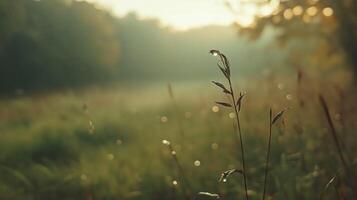 Dew Covered Grass at Sunrise in a Tranquil Field photo