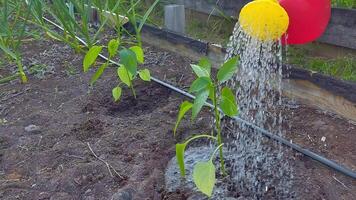 Close up of green pepper bush growing in a garden bed, in spring, is watered from a red watering can video
