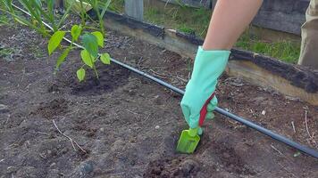 A womans hand in a blue rubber glove, digging a hole in the garden with a small scoop, in spring video