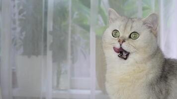 Curious cat observes surroundings and licks nose in bright room setting video