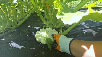 Gardener harvesting white squash in sunlit garden bed with gloved hand video