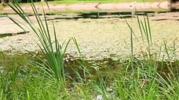 Overgrown pond in a park with tall grass on the shore video