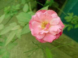 Beautiful Pink Rose in Bloom - Close-Up Nature Photography-5 photo