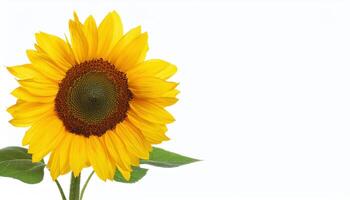 Sunflower on White Background with Copy Space photo
