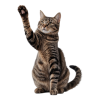 Charming Domestic Cat Isolated on White Great for Posters Digital Use png