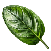 Basil isolated on transparent background png
