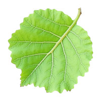 Green leaf on a transparent background png