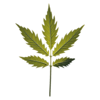 marijuana leaf on transparent background png