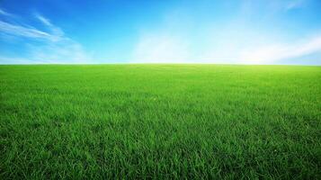 Green grass field in the spring with blue sky on the background photo