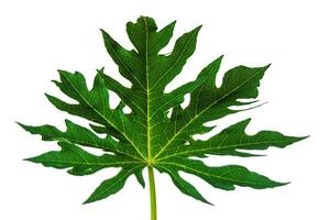 Green papaya leaf isolated on white background. In addition to being edible as a vegetable, the leaves are also used as a herb for various diseases. photo
