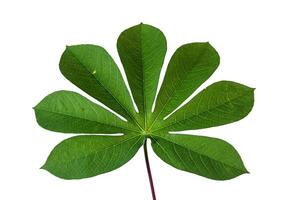 A green cassava leaf isolated on a white background. In addition to being a vegetable, cassava leaves also have many health benefits. photo