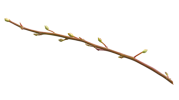 Spring Branch with Buds Isolated on Black Background png