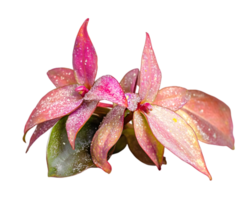 Pink and Red Foliage Closeup png