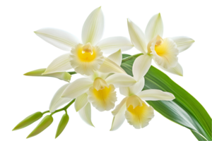 Delicate Cluster Of White And Yellow Orchids On Black Background png