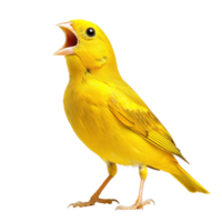 Vivid Yellow Songbird with Open Beak Isolated on Transparent Background png