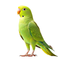 Green Parakeet with Bright Feathers and Distinctive Features on Transparent Background png