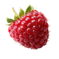 Single Plump Raspberry with Glossy Red Surface and Tiny Hair-Like Structures Isolated on Transparent Background png
