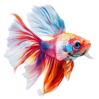 Close Up of Exotic Betta Fish Displaying Radiant Colors and Elegant Movements on Transparent Background png