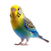 Close-Up of Stunning Budgerigar Bird with Vivid Patterns and Soft Textured Feathers Isolated on Transparent Background png