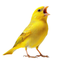 Yellow Canary Singing Loudly with Open Beak and Detailed Feathers Isolated on Transparent Background png