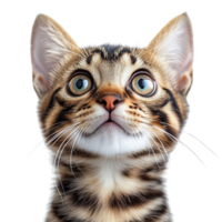 Close-Up of a Bengal Cat Gazing Up with an Intrigued and Alert Expression Isolated on Transparent Background png