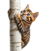 Small Curious Bengal Cat Scaling a Tree with Strong Claws and a Playful Expression Isolated on Transparent Background png