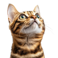 Captivating Bengal Cat Staring Up with a Curious Expression Isolated on Transparent Background png