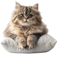 Beautiful Persian Cat Resting Comfortably on Plush Pillow Isolated on Transparent Background png