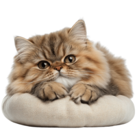 Elegant and Cozy Persian Cat Lounging on Soft Pillow Isolated on Transparent Background png