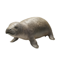 A sea cow standing alone against a transparent background, showcasing its unique features and form, a sea cow isolated on transparent background png