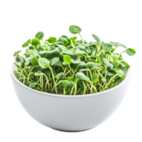 Fresh young sunflower sprouts in a transparent bowl against a light backdrop, green young sunflower sprouts in the transparent bowl isolated on transparent background png