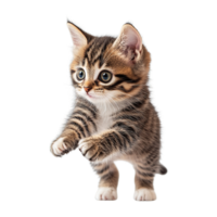 Tiny Kitten Expressing Joy and Curiosity Isolated on Transparent Background png