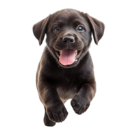Charming Labrador Puppy Running and Playing Isolated on Transparent Background png