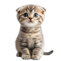 Scottish Fold Kitten with Expressive Eyes and Plush Fur on Transparent Background png