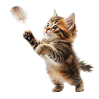 Cute Fluffy Kitten Interacting with Feather Toy in a Fun and Lively Pose Isolated on Transparent Background png