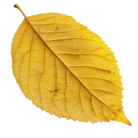A vibrant yellow autumn leaf rests on a pure transparent background, capturing the essence of the fall season, yellow autumn leaf on isolated transparent background png