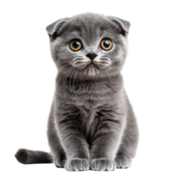 Scottish Fold Kitten with Soft Fur and Unique Folded Ears Posing Adorably on Transparent Background png