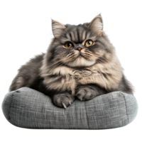 Close-Up of Cute Persian Cat with Luxurious Fur Relaxing on Comfy Cushion Isolated on Transparent Background png