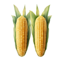 Freshly harvested corn isolated on a transparent background with rich hues and vibrant green leaves, Corn isolated on transparent png