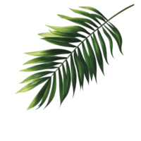 Green palm leaf casting a shadow on a transparent background during bright daylight, green leaf of palm tree with shadow on transparent background file png