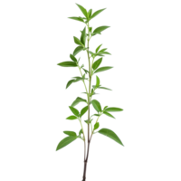Andrographis paniculata plant with lush green leaves on a transparent background for medicinal use, Andrographis paniculata plant on transparent background png