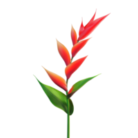 Heliconia flower against a clean transparent background, showcasing its vibrant red and orange colors in a natural setting, heliconia flower on transparent background png