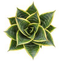 Aerial view of a vibrant snake plant sansevieria against a pure transparent background highlighting its unique leaf patterns, snake plant sansevieria top view isolated on transparent background png