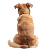A golden dog sitting patiently with its back to the viewer against a bright transparent background in a hue, dog sit, back view, isolated transparent background png