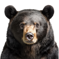 A black bear with expressive features against a transparent background showcasing its natural beauty, snow pear top view on transparent background png