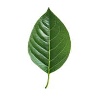 A large green leaf isolated on a clean transparent background showcasing its natural texture and color, leaf on transparent background png
